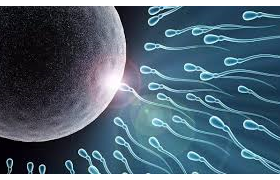 Fertilidad