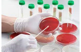 Bacteriología