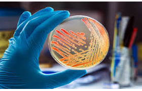 Bacteriología
